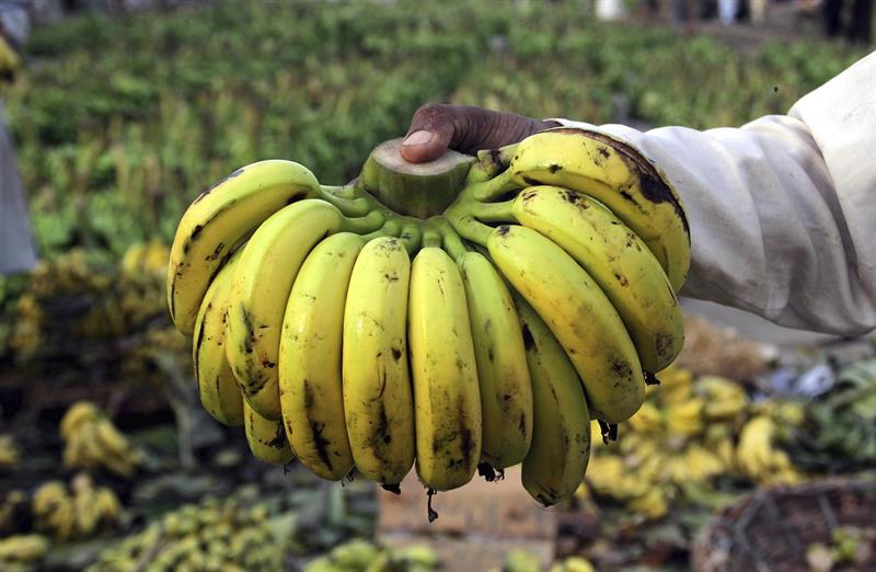  FAO: il manuale per l'impiego di banane in Ecuador puÃ² essere adattato in altri paesi
