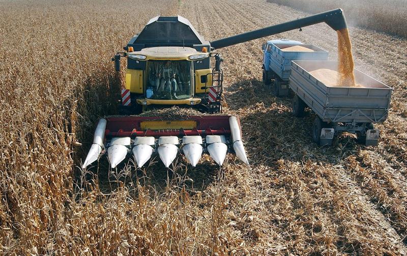  Le forniture dall'Argentina e dal Brasile riducono i prezzi del mais nella regione, secondo la FAO