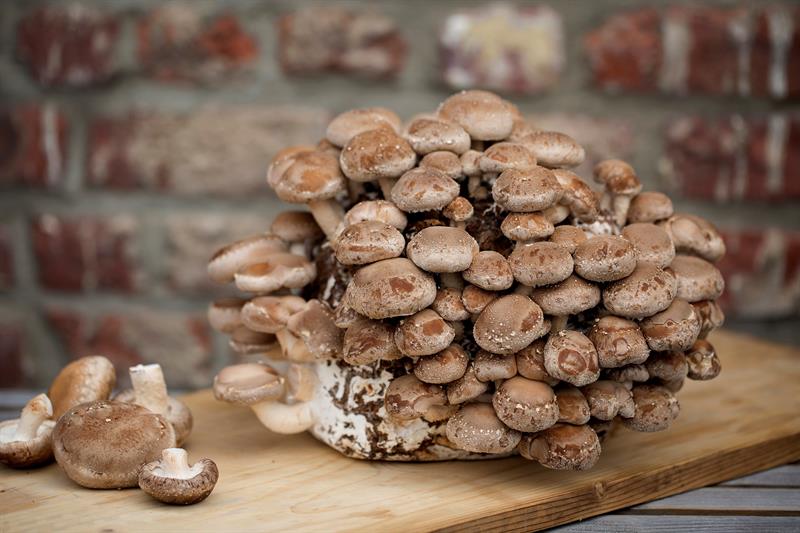  Funghi "Shitake" cresciuti con la birra, un possibile progetto a Bruxelles
